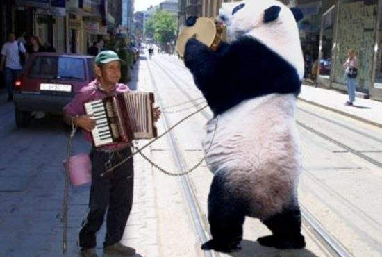 Un ţigan ursar s-a apucat să joace ursul panda!