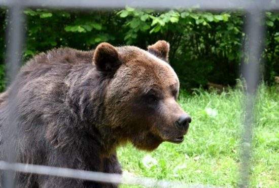 Ursul care a atacat ieri la Braşov fusese eliberat de la Zoo prin recursul compensatoriu