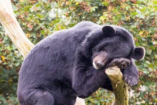 Pericol în Alba. Un urs mahmur atacă gospodăriile şi fură zeama de varză din butoaie