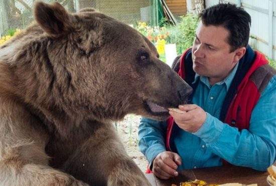 Turiștii din Bușteni, terorizați de un urs care se laudă la toți că e vegan