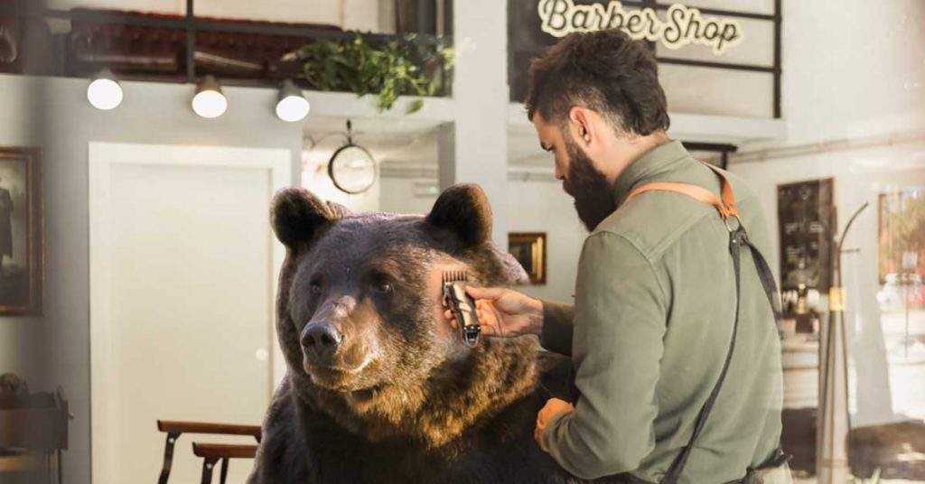 Cea Mai Periculoasă Meserie Din Lume El E Frizerul De Urși Din Brașov