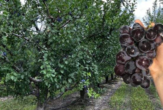 Savanții din Bihor au încrucișat prunul cu vița și au obținut ciorchini de prune