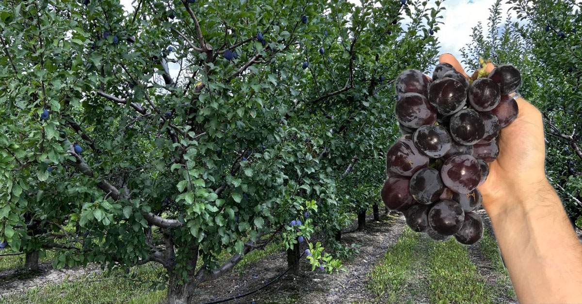 Savanții din Bihor au încrucișat prunul cu vița și au obținut ciorchini de prune