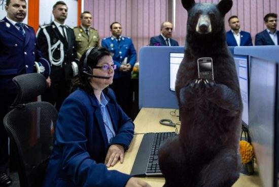 Niște turiști au sunat la 112 că au văzut un urs și le-a răspuns tot un urs
