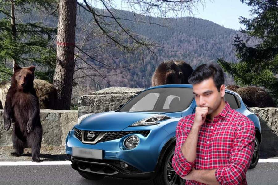 Un urs a rănit un șofer pe Transfăgărășan: ”Nissan Juke e mașină de fătălăi, omule!”