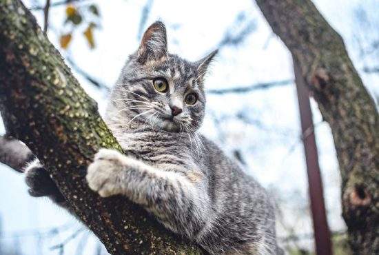 Un român și-a botezat pisica Stegarul Dac, că se urcă prin copaci și nu vrea să coboare